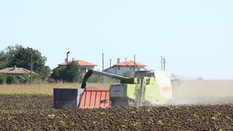 Жътвата на слънчоглед в Добричко започна, средният добив е 200 кг/дка