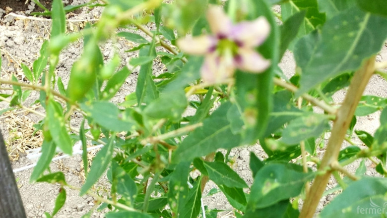 Нов за страната вредител заплашва растенията от вида годжи бери и пипер