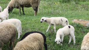Кучета убиха няколко агнета и овце в стопанството на Яне Янев в Малки Цалим - Agri.bg