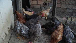 Яйцеферма в Колумбия ще произвежда ток за стопанството си от птичи тор - Agri.bg