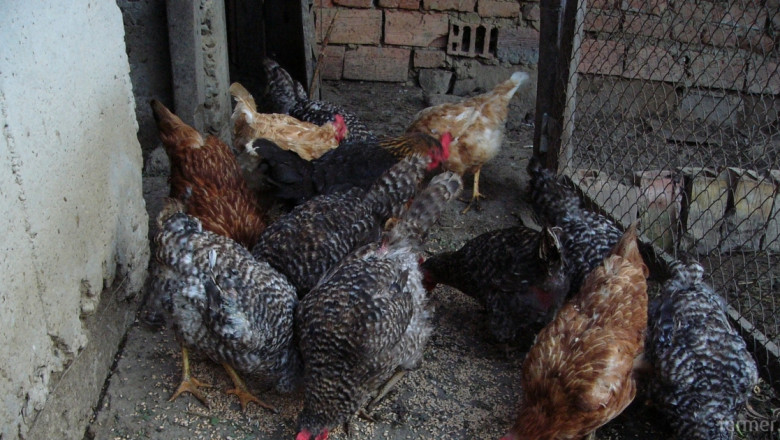 Яйцеферма в Колумбия ще произвежда ток за стопанството си от птичи тор