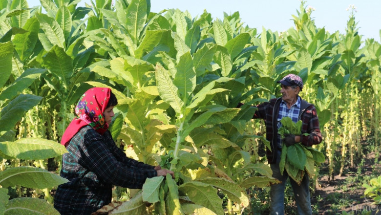 Фермер: Тютюнопроизводството в Средец е на изчезване