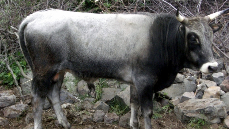 Фермер отглежда 200 елитни крави с тенденцията да ги удвои за година