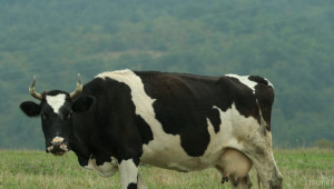 Областен съвет по животновъдство ще се проведе на 25 август в Кърджали - Agri.bg