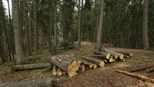 Горски конфискуваха незаконна дървесина при проверка в местността Капчето - Agri.bg