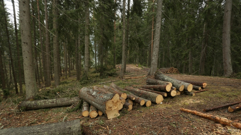 Горски конфискуваха незаконна дървесина при проверка в местността Капчето