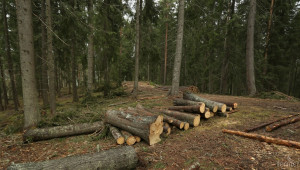 Полицаи разкриха крупна схема за кражба на дърва за огрев в Плевенско - Agri.bg