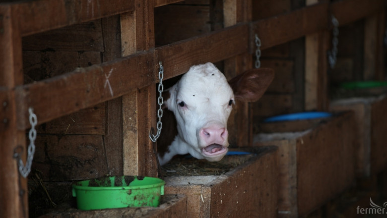 Средните цени на живи говеда и телешко месо у нас отразяват европейските тенденции