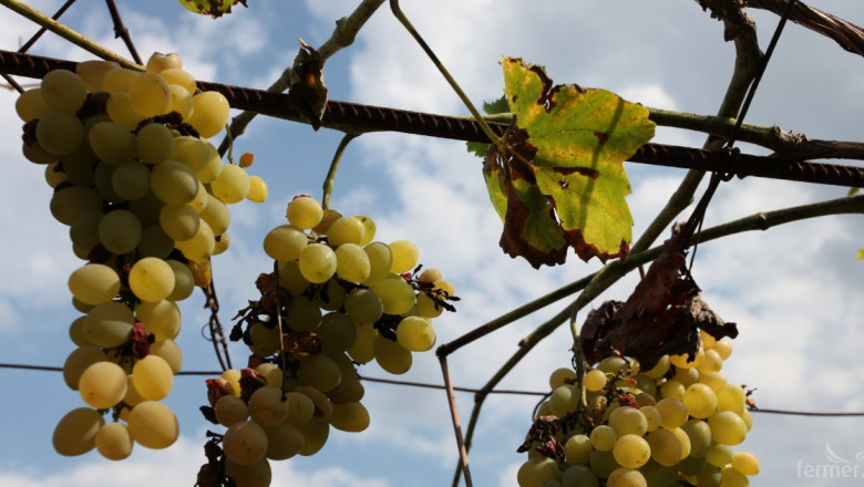 Винопроизводители започнаха да прибират реколтата от бели сортове грозде в Мелнишко