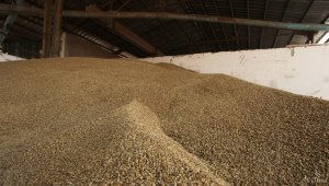 Експортът на пшеница и рапица нараства, докато този на ечемик е с около 91% по-малко - Agri.bg