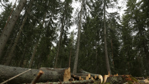 ЮЗДП представи за втори път електронни търгове за дървесина в реално време - Agri.bg