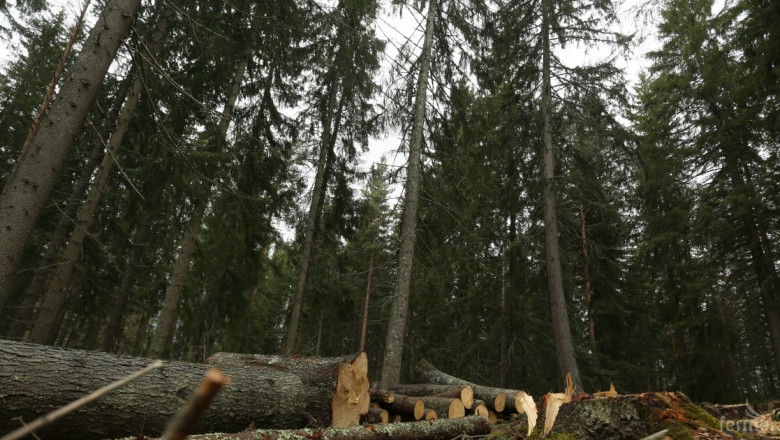 ЮЗДП представи за втори път електронни търгове за дървесина в реално време