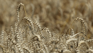 Тазгодишната реколта от пшеница в Пазарджишко е с влошено качество - Agri.bg