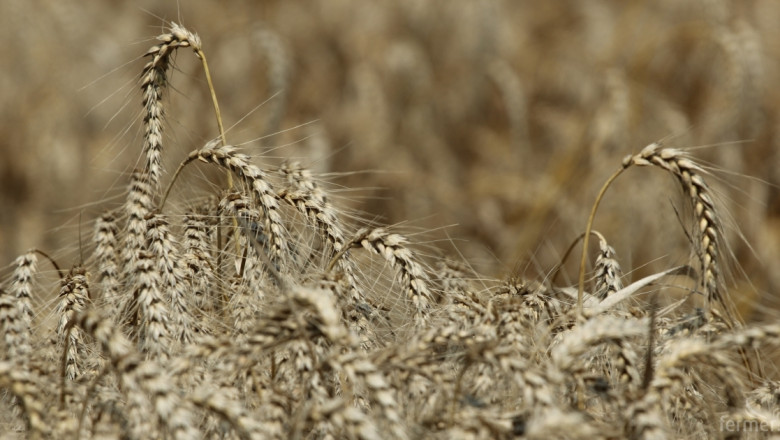 Тазгодишната реколта от пшеница в Пазарджишко е с влошено качество