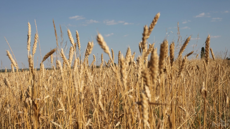 Изкупната цена на хлебната пшеница е 240 лв/тон, а фуражната стига до 230 лв/тон (ОБЗОР)
