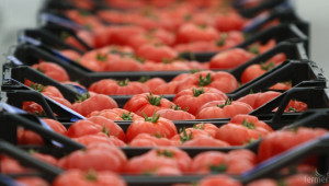 МЗХ опроверга съществуването на Регламент на ЕК, забраняващ розовия домат - Agri.bg