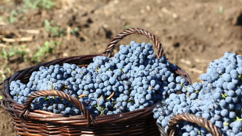 ИЛАВ: Прогнозно, тазгодишната гроздова реколта, ще е около 200 хил. тона