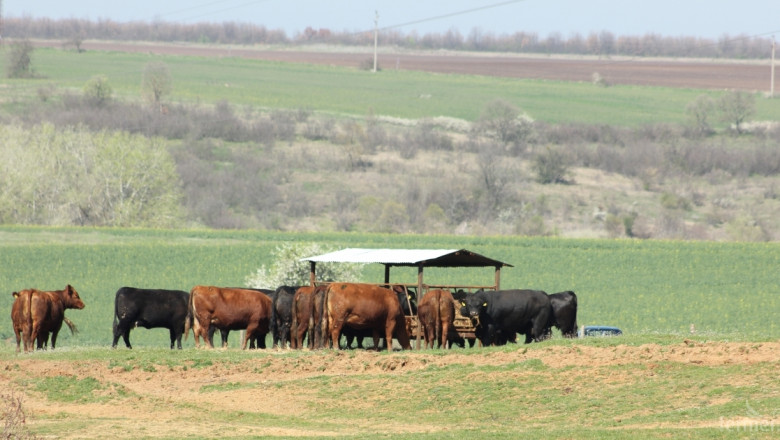 АРМПГБ събира фермери на форум за месодайното говедовъдство в Ямболско
