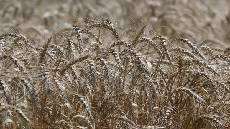 Зърнопроизводител: Ниската цена поставя производителите в затруднено положение