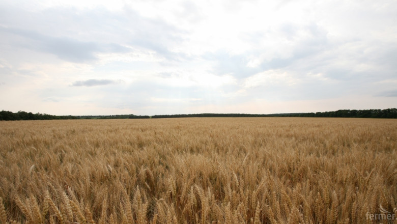 НАЗ: Ниските цени на зърното и състояние на пролетниците поставят сектора под въпрос