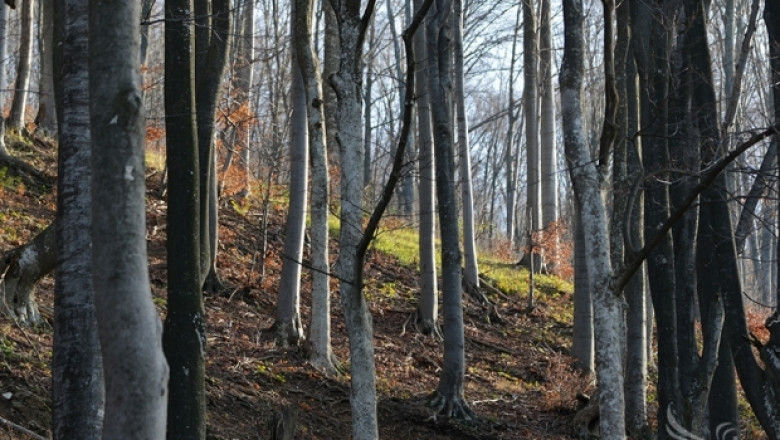 Изпълнителната агенция по горите отнема лиценза на лесовъда от Габрово