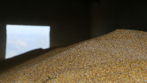 ДВ обнародва условията за търговия с посеви от зърнени култури на пазара в ЕС - Agri.bg