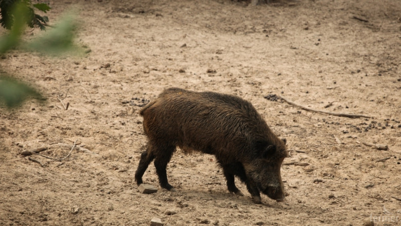 Диви прасета унищожават земеделски масиви в Шуменско и Смолянско