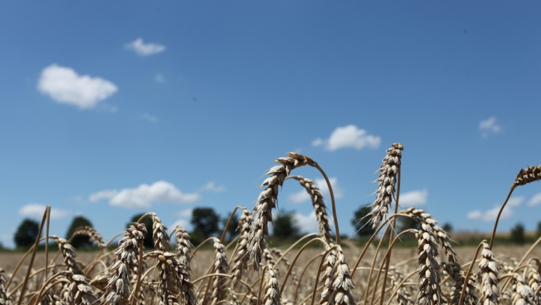 През новата седмица приключва жътвената кампания на пшеница и във Варненско