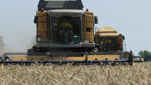 Производството на пшеница във Варненско е над 248 хил. тона, а средният добив е 510 кг - Agri.bg