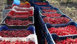 По-висока изкупна цена на черешите тази година отчитат в Кюстендилско - Agri.bg