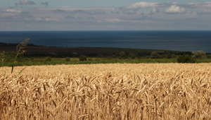 Зърнопроизводител: При тази цена на пшеницата аз мога да покрия само разходите си! - Agri.bg
