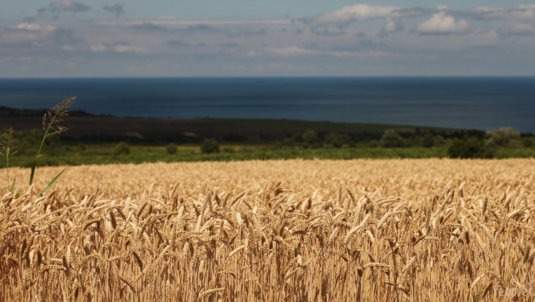 Зърнопроизводител: При тази цена на пшеницата аз мога да покрия само разходите си!