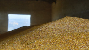 НСИ отчита спад в износа на зърнени култури за настоящата маркетингова година - Agri.bg