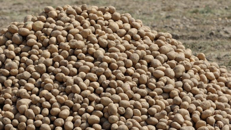 С над 90% нараства продукцията от картофи тази стопанска година