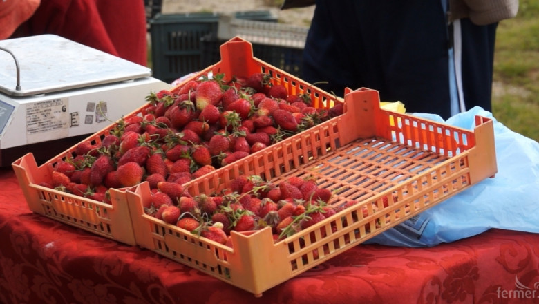 Беритбата на ягоди в Смолянско продължава, очакваните добиви са ниски