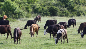 След кражба на електризатор изчезнаха 95 крави в Берковица - Agri.bg