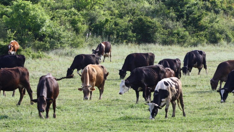 След кражба на електризатор изчезнаха 95 крави в Берковица