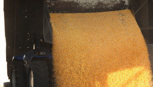 Изкупната цена на царевица, за района на Плевен, скочи на 310 лв./тон - Agri.bg