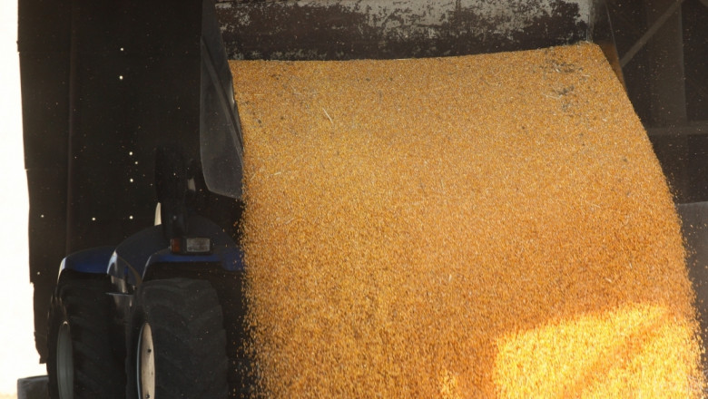 Изкупната цена на царевица, за района на Плевен, скочи на 310 лв./тон