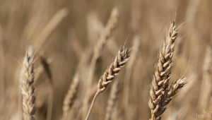 Хлебната пшеница, за район от Добрич, задържа цената си от 270 лв./тон - Agri.bg