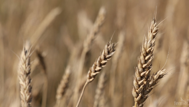 Хлебната пшеница, за район от Добрич, задържа цената си от 270 лв./тон