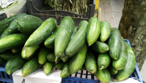 Стопани отчитат с по 1000 кг повече краставици от декар тази година - Agri.bg