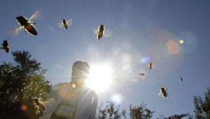 Пчелари осуетиха за втори път пръскането срещу дерматита, протестът продължава и днес - Agri.bg