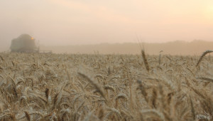 Северозапада: Ечемикът е в силозите, част от масивите с пшеница също са прибрани - Agri.bg