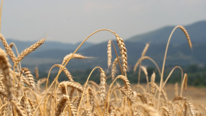 Очакваната цена на хлебната пшеница е около 250 лева за тон - Agri.bg