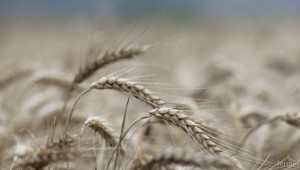 НАЗ: Има опасност родните зърнопроизводители да спрат да засаждат хлебна пшеница - Agri.bg