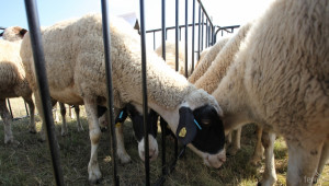 Откраднаха 15 агнета от овчарник на ферма в Свиленградско - Agri.bg