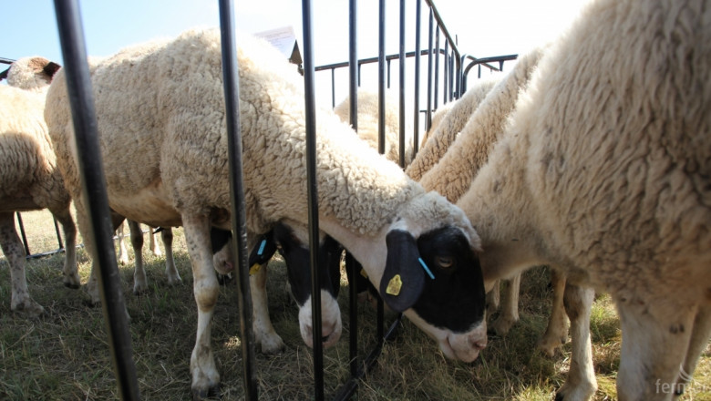Откраднаха 15 агнета от овчарник на ферма в Свиленградско