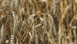 Проф. Иван Панайотов: В България няма производство на ГМО пшеница - Agri.bg