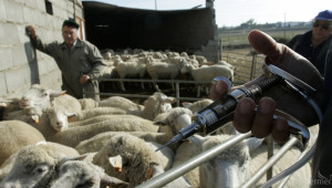 От днес започва ваксинация на овцете срещу Син език - Agri.bg